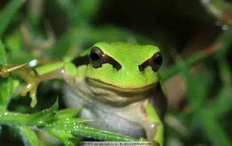 国产91小青蛙,探寻童年记忆中的欢乐精灵 第2张 国产91小青蛙,探寻童年记忆中的欢乐精灵 第2张