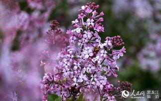 丁香五月国产,国产生态的生机盎然 第3张 丁香五月国产,国产生态的生机盎然 第3张